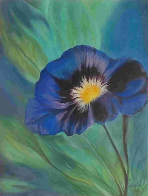 Viola